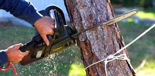 Best Tree Preservation Services  in Hauppauge, NY