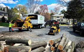 Best Tree Cabling and Bracing  in Hauppauge, NY