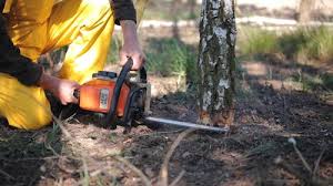 Best Lawn Pest Prevention  in Hauppauge, NY