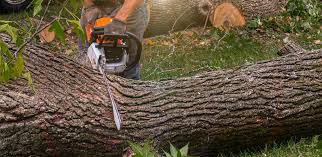 Best Tree Trimming and Pruning  in Hauppauge, NY