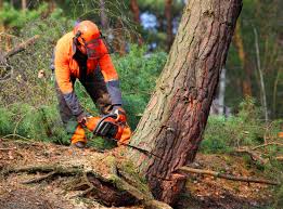 Best Lawn Maintenance Plans  in Hauppauge, NY