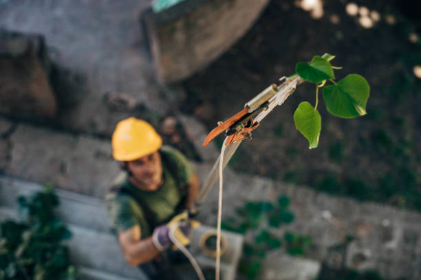 Reliable Hauppauge, NY Tree Services Solutions