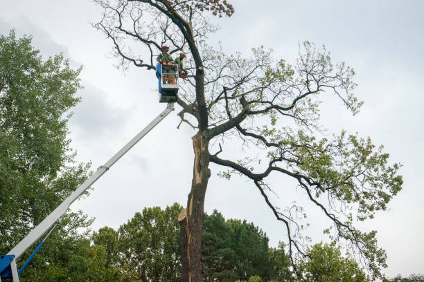 Best Tree Removal  in Hauppauge, NY