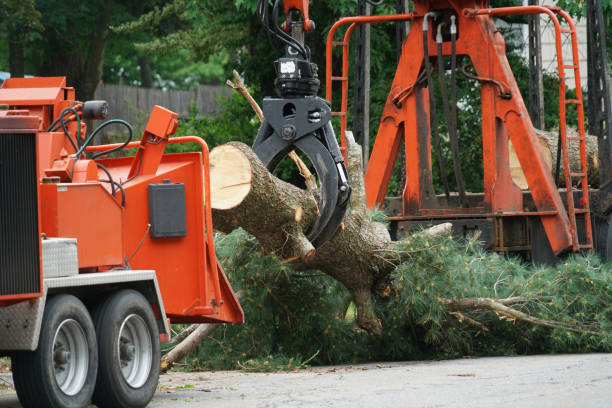 Best Lawn Renovation and Restoration  in Hauppauge, NY