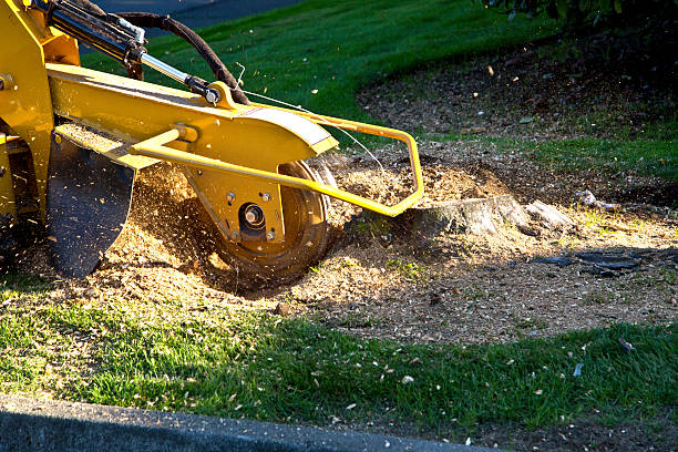 Best Lawn Grading and Leveling  in Hauppauge, NY