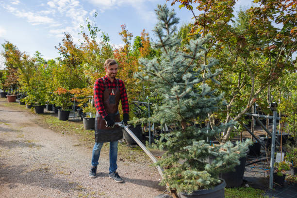 Best Emergency Tree Removal  in Hauppauge, NY