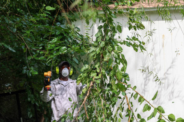 Best Tree Health Inspection  in Hauppauge, NY