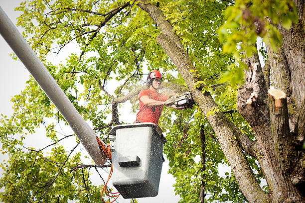 Best Tree Risk Assessment  in Hauppauge, NY