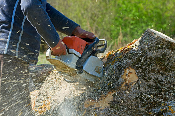 Best Grass Overseeding  in Hauppauge, NY