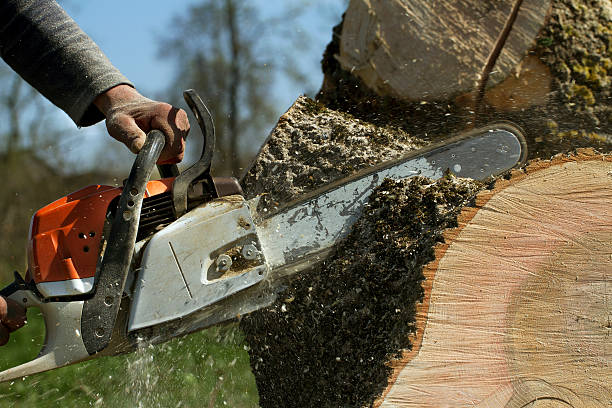Best Root Management and Removal  in Hauppauge, NY