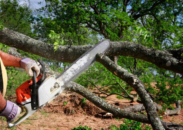 Best Seasonal Cleanup (Spring/Fall)  in Hauppauge, NY