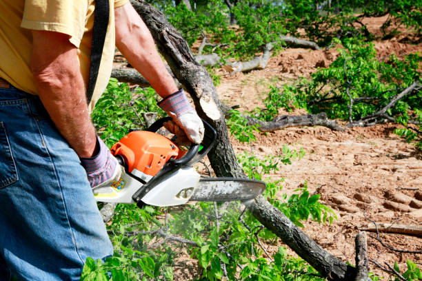 Best Aeration Services  in Hauppauge, NY